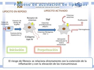 Factores de
células de
Kupffer
Factores de los
hepatocitos ¿?
Gotas de
retinoides
Colágena
tipo IV
Receptor de
citocinas
Citocinas fibrógenas
(TGF 1)
Activación
inducida por la
matriz
extracelular
Fibrinogénesis
Proliferación
LIPOCITO EN REPOSO LIPOCITO ACTIVADO
El riesgo de fibrosis se relaciona directamente con la extensión de la
inflamación y con la elevación de las transaminasas
Citocinas
autorinas
TNF
Citocinas
proinflamatorias
(PDGFr)
 