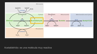 Acetaldehído: es una molécula muy reactiva
 