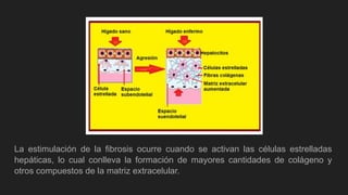 La estimulación de la fibrosis ocurre cuando se activan las células estrelladas
hepáticas, lo cual conlleva la formación de mayores cantidades de colágeno y
otros compuestos de la matriz extracelular.
 