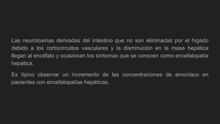 Las neurotoxinas derivadas del intestino que no son eliminadas por el hígado
debido a los cortocircuitos vasculares y la disminución en la masa hepática
llegan al encéfalo y ocasionan los síntomas que se conocen como encefalopatía
hepática.
Es típico observar un incremento de las concentraciones de amoniaco en
pacientes con encefalopatías hepáticas.
 