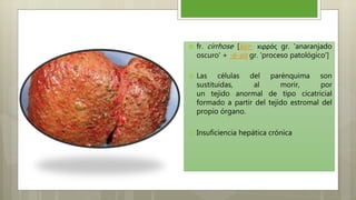  fr. cirrhose [kirr- κιρρός gr. 'anaranjado
oscuro' + -ō-sis gr. 'proceso patológico']
 Las células del parénquima son
sustituidas, al morir, por
un tejido anormal de tipo cicatricial
formado a partir del tejido estromal del
propio órgano.
 Insuficiencia hepática crónica
 