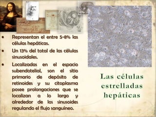 • Representan el entre 5-8% las
células hepáticas.
• Un 13% del total de las células
sinusoidales.
• Localizadas en el espacio
subendotelial, son el sitio
primario de depósito de
retinoides y su citoplasma
posee prolongaciones que se
localizan a lo largo y
alrededor de los sinusoides
regulando el flujo sanguíneo.
 