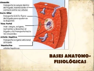 BASES ANATOMO-
FISIOLÓGICAS
 