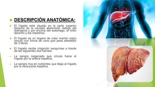  DESCRIPCIÓN ANATÓMICA:
 El hígado está situado en la parte superior
derecha de la cavidad abdominal, debajo del
diafragma y por encima del estómago, el riñón
derecho y los intestinos.
 El hígado es un órgano de color marrón rojizo
oscuro con forma de cono que pesa alrededor
de 3 libras.
 El hígado recibe irrigación sanguínea a través
de las siguientes dos fuentes:
 La sangre oxigenada que circula hacia el
hígado por la arteria hepática.
 La sangre rica en nutrientes que llega al hígado
por la vena porta hepática.
 