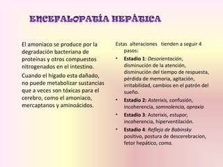 El amoniaco se produce por la
degradación bacteriana de
proteínas y otros compuestos
nitrogenados en el intestino.
Cuando el hígado esta dañado,
no puede metabolizar sustancias
que a veces son tóxicas para el
cerebro, como el amoniaco,
mercaptanos y aminoácidos.
Estas alteraciones tienden a seguir 4
pasos:
• Estadio 1: Desorientación,
disminución de la atención,
disminución del tiempo de respuesta,
pérdida de memoria, agitación,
irritabilidad, cambios en el patrón del
sueño.
• Estadio 2: Asterixis, confusión,
incoherencia, somnolencia, apraxia
• Estadio 3: Asterixis, estupor,
incoherencia, hiperventilación.
• Estadio 4: Reflejo de Babinsky
positivo, postura de descerebracion,
fetor hepático, coma.
 