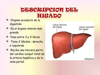 Organo accesorio de la
digestión
 Es el órgano interno más
grande
 Pesa entre 3 y 4 libras
 Tiene 2 lóbulos : derecho
e izquierdo
 Recibe una tercera parte
del cardiac output total de
la arteria hepática y de la
vena portal
 