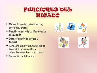  Metabolismo de carbohidratos,
proteinas, grasas
 Función hematológica: Factores de
coagulación
 Detoxificación de drogas y
toxinas
 Almacenaje de vitaminas solubles
en grasas, vitamina B12 y
minerales como hierro y cobre
 Formación de bilirubina
 