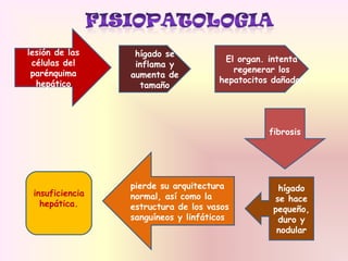 lesión de las
células del
parénquima
hepático
hígado se
inflama y
aumenta de
tamaño
El organ. intenta
regenerar los
hepatocitos dañados
fibrosis
hígado
se hace
pequeño,
duro y
nodular
pierde su arquitectura
normal, así como la
estructura de los vasos
sanguíneos y linfáticos
insuficiencia
hepática.
 