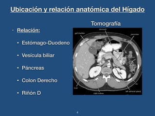 Ubicación y relación anatómica del Hígado 
4 
• Relación: 
• Estómago-Duodeno 
• Vesícula biliar 
• Páncreas 
• Colon Derecho 
• Riñón D 
Tomografía 
 