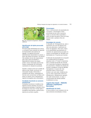 13Manejo integrado de pragas do algodoeiro no cerrado brasileiro
Identificação da injúria provocada
pela praga
Principal praga desfolhadora da cultura,
o curuquerê causa redução da capacida-
de fotossintética das plantas de
algodão. As lagartas provocam
desfolhamento descendente na planta, a
partir das folhas do ponteiro. Os últimos
três estádios larvais são responsáveis
pela maior parte da desfolha e,
dependendo da época de ataque,
podem causar maturação precoce das
maçãs e paralisação da frutificação,
resultando em redução da produção.
Quando o ataque ocorre por ocasião da
abertura das maçãs, provocam sua
maturação forçada, diminuindo a
resistência das fibras. Infestações de
final de ciclo contaminam as fibras com
fezes ou mesmo com a hemolinfa de
lagartas esmagadas pela colheitadeira.
Condições favoráveis ao aumento
populacional
Condições favoráveis à incidência das
lagartas incluem períodos chuvosos e
temperaturas elevadas. O período crítico
de ataque se inicia aos 15 dias após a
emergência das plantas e perdura até a
abertura do primeiro capulho.
Fig. 14. Curuquerê do algodoeiro, Alabama
argillacea
Foto:LuizRobertoNetodaPaixão
Amostragem
Para o monitoramento de populações de
curuquerê, a amostragem é feita
procurando-se por ovos e larvas do
inseto na terceira folha expandida a
partir do ápice da planta e deve ser feita
durante todo o período crítico de
ataque.
Estratégias de controle
A liberação de Trichogramma sp. para o
parasitismo de ovos de lagartas tem
sido uma alternativa importante em
áreas de algodoeiro. Para tanto, libera-
se os parasitóides semanalmente no
momento do aparecimento do inseto no
campo na quantidade de 100.000 ovos
distribuídos em 15 pontos por hectare.
A detecção de populações de curuquerê
com predominância de lagartas
pequenas (até o 3º ínstar) é importante
para a tomada de decisão de controle
com inseticidas fisiológicos (reguladores
de crescimento, inibidores da síntese de
quitina) e biológicos (à base de Bacillus
thuringiensis), os quais são mais
eficientes sobre a forma jovem.
Existem, por outro lado, evidências de
que as uréias substituídas (lufenuron,
teflubenzuron, diflubenzuron) apresen-
tam ação transovariana, ou seja, a
contaminação das fêmeas adultas
inviabilizaria os ovos.
Lagarta-das-maçãs - Heliothis
virescens (Lepidoptera:
Noctuidae)
Identificação do inseto
A forma adulta é uma mariposa com as
asas anteriores esverdeadas e listras
 
