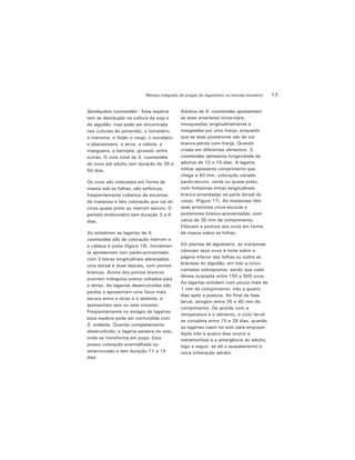 17Manejo integrado de pragas do algodoeiro no cerrado brasileiro
Spodoptera cosmioides - Essa espécie
tem se destacado na cultura da soja e
do algodão, mas pode ser encontrada
nas culturas do pimentão, o tomateiro,
a mamona, o feijão o caupi, o eucalipto,
o abacaxizeiro, o arroz, a cebola, a
mangueira, a berinjela, girassol, entre
outras, O ciclo total da S. cosmioides
de ovos até adulto tem duração de 39 a
50 dias,
Os ovos são colocados em forma de
massa sob as folhas, são esféricos,
freqüentemente cobertos de escamas
da mariposa e têm coloração que vai do
cinza quase preto ao marrom escuro. O
período embrionário tem duração 3 a 4
dias.
Ao eclodirem as lagartas de S.
cosmioides são de coloração marrom e
a cabeça é preta (figura 19). Inicialmen-
te apresentam tom pardo-acinzentado,
com 3 listras longitudinais alaranjadas,
uma dorsal e duas laterais, com pontos
brancos. Acima dos pontos brancos
ocorrem triângulos pretos voltados para
o dorso. As lagartas desenvolvidas são
pardas e apresentam uma faixa mais
escura entre o tórax e o abdome, e
apresentam seis ou sete instares.
Freqüentemente no estágio de lagartas
essa espécie pode ser confundida com
S. eridania. Quando completamente
desenvolvida, a lagarta penetra no solo,
onde se transforma em pupa. Esta
possui coloração avermelhada ou
amarronzada e tem duração 11 a 15
dias.
Adultos de S. cosmioides apresentam
as asas anteriores cinza-clara,
mosqueadas longitudinalmente e
margeadas por uma franja, enquanto
que as asas posteriores são de cor
branca-pérola com franja. Quando
criada em diferentes alimentos, S.
cosmioides apresenta longevidade de
adultos de 10 a 15 dias. A lagarta
militar apresenta comprimento que
chega a 40 mm, coloração variada -
pardo-escuro, verde ou quase preto,
com finíssimas linhas longitudinais
branco-amareladas na parte dorsal do
corpo. (Figura 17). As mariposas têm
asas anteriores cinza-escuras e
posteriores branco-acinzentadas, com
cerca de 35 mm de comprimento.
Efetuam a postura dos ovos em forma
de massa sobre as folhas.
Em plantas de algodoeiro, as mariposas
colocam seus ovos à noite sobre a
página inferior das folhas ou sobre as
brácteas do algodão, em três a cinco
camadas sobrepostas, sendo que cada
fêmea oviposita entre 150 e 500 ovos.
As lagartas eclodem com pouco mais de
1 mm de comprimento; três a quatro
dias após a postura. Ao final da fase
larval, atingem entre 35 e 40 mm de
comprimento. De acordo com a
temperatura e o alimento, o ciclo larval
se completa entre 15 e 28 dias, quando
as lagartas caem no solo para empupar.
Após três a quatro dias ocorre a
metamorfose e a emergência do adulto;
logo a seguir, se dá o acasalamento e
nova infestação advém.
 