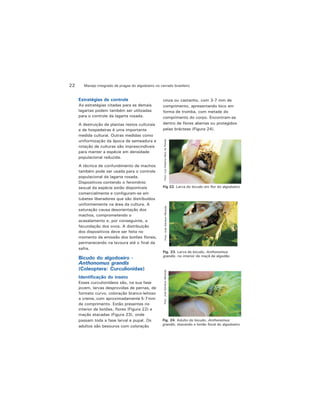 Manejo integrado de pragas do algodoeiro no cerrado brasileiro22
Estratégias de controle
As estratégias citadas para as demais
lagartas podem também ser utilizadas
para o controle da lagarta rosada.
A destruição de plantas restos culturais
e de hospedeiras é uma importante
medida cultural. Outras medidas como
uniformização da época de semeadura e
rotação de culturas são imprescindíveis
para manter a espécie em densidade
populacional reduzida.
A técnica de confundimento de machos
também pode ser usada para o controle
populacional da lagarta rosada.
Dispositivos contendo o feromônio
sexual da espécie estão disponíveis
comercialmente e configuram-se em
tubetes liberadores que são distribuídos
uniformemente na área da cultura. A
saturação causa desorientação dos
machos, comprometendo o
acasalamento e, por conseguinte, a
fecundação dos ovos. A distribuição
dos dispositivos deve ser feita no
momento da emissão dos botões florais,
permanecendo na lavoura até o final da
safra.
Bicudo do algodoeiro -
Anthonomus grandis
(Coleoptera: Curculionidae)
Identificação do inseto
Esses curculionídeos são, na sua fase
jovem, larvas desprovidas de pernas, de
formato curvo, coloração branco-leitoso
a creme, com aproximadamente 5-7mm
de comprimento. Estão presentes no
interior de botões, flores (Figura 22) e
maçãs atacadas (Figura 23), onde
passam toda a fase larval e pupal. Os
adultos são besouros com coloração
cinza ou castanho, com 3-7 mm de
comprimento, apresentando bico em
forma de tromba, com metade do
comprimento do corpo. Encontram-se
dentro de flores abertas ou protegidos
pelas brácteas (Figura 24).
Fig 22. Larva do bicudo em flor do algodoeiro
Foto:LuizRobertoNetodaPaixão
Fig. 23. Larva de bicudo, Anthonomus
grandis, no interior de maçã de algodão
Foto:JoséEdnilsonMiranda
Fig. 24. Adulto do bicudo, Anthonomus
grandis, atacando o botão floral do algodoeiro
Foto:JoséEdnilsonMiranda
 