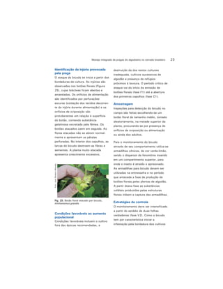 23Manejo integrado de pragas do algodoeiro no cerrado brasileiro
Identificação da injúria provocada
pela praga
O ataque do bicudo se inicia a partir das
bordaduras da cultura. As injúrias são
observadas nos botões florais (Figura
25), cujas brácteas ficam abertas e
amareladas. Os orifícios de alimentação
são identificados por perfurações
escuras (oxidação dos tecidos decorren-
te da injúria durante alimentação) e os
orifícios de oviposição são
protuberantes em relação à superfície
do botão, contendo substância
gelatinosa excretada pela fêmea. Os
botões atacados caem em seguida. As
flores atacadas não se abrem normal-
mente e apresentam as pétalas
perfuradas. No interior dos capulhos, as
larvas do bicudo destroem as fibras e
sementes. A planta muito atacada
apresenta crescimento excessivo.
Fig. 25. Botão floral atacado por bicudo,
Anthonomus grandis
Foto:JoséEdnilsonMiranda
Condições favoráveis ao aumento
populacional
Condições favoráveis incluem o cultivo
fora das épocas recomendadas, a
destruição da dos restos culturais
inadequada, cultivos sucessivos de
algodão e presença de refúgios
próximos à lavoura. O período crítico de
ataque vai do início da emissão de
botões florais (fase F1) até a abertura
dos primeiros capulhos (fase C1).
Amostragem
Inspeções para detecção do bicudo no
campo são feitas escolhendo-se um
botão floral de tamanho médio, tomado
aleatoriamente, na metade superior da
planta, procurando-se por presença de
orifícios de oviposição ou alimentação
ou ainda dos adultos.
Para o monitoramento do bicudo
através de seu comportamento utiliza-se
armadilhas cônicas, de cor verde-limão,
sendo o dispersor de feromônio inserido
em um compartimento superior, para
onde o inseto é atraído e aprisionado.
As armadilhas para bicudo devem ser
utilizadas na entressafra e no período
que antecede a fase de produção de
botões florais pelas plantas de algodão.
A partir dessa fase as substâncias
voláteis produzidas pelas estruturas
florais inibem a captura das armadillhas.
Estratégias de controle
O monitoramento deve ser intensificado
a partir do estádio de duas folhas
verdadeiras (fase V2). Como o bicudo
tem por característica iniciar a
infestação pela bordadura dos cultivos
 