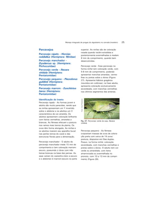 25Manejo integrado de pragas do algodoeiro no cerrado brasileiro
Percevejos
Percevejo rajado - Horcias
nobilellus (Hemiptera: Miridae)
Percevejo manchador -
Dysdercus sp. (Hemiptera:
Pirrhocoridae)
Percevejo verde - Nezara
viridula (Hemiptera:
Pentatomidae)
Percevejo pequeno - Piezodorus
guildinii (Hemiptera:
Pentatomidae)
Percevejo marrom - Euschistus
heros (Hemiptera:
Pentatomidae)
Identificação do inseto
Percevejo rajado - As formas jovem e
adulta são muito parecidas, sendo que
as ninfas apresentam um Y invertido
sobre o abdome e os adultos um V
característico de cor amarela. Os
adultos apresentam coloração brilhante
com listras vermelhas, amarelas e
brancas. As fêmeas efetuam a postura
nos ramos mais tenros da planta. Os
ovos têm forma alongada. As ninfas e
os adultos inserem seu aparelho bucal
nas partes tenras do caule e das
estruturas florais para a alimentação.
Percevejo manchador - O adulto do
percevejo manchador mede 15 mm de
comprimento e tem coloração marrom-
escuro, possuindo o tórax com três
listras brancas na base das pernas. As
asas variam do castanho-claro a escuro
e o abdomen é marrom-escuro na parte
superior. As ninfas são de coloração
rosada quando recém-eclodidas e
posteriormente avermelhadas e medem
8 mm de comprimento, quando bem
desenvolvidas.
Percevejo verde - Esse percevejo na
forma ninfal tem coloração verde, com
5-8 mm de comprimento, podendo
apresentar manchas amarelas, verme-
lhas ou pretas sobre o dorso (Figura
27). Apresenta hábitos gregários
(reunidos em colônias); na fase adulta,
apresenta coloração exclusivamente
esverdeada, com manchas vermelhas
nos últimos segmentos das antenas.
Fig. 27. Percevejo verde da soja, Nezara
viridula
Foto:CropProtection
Percevejo pequeno - As fêmeas
ovipositam massas de ovos de colora-
ção preta com cerca de 14 ovos/
postura, dispostos em filas duplas.
Possui, na forma ninfal, coloração
esverdeada, com manchas vermelhas e
pretas sobre o dorso. O adulto tem cor
verde ou amarelada, com listra
amarronzada ou avermelhada no
pronoto, com 10 a 13 mm de compri-
mento (Figura 28).
 