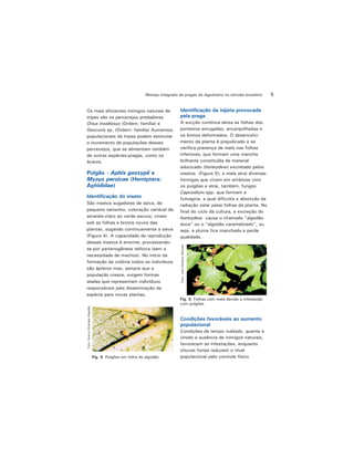 5Manejo integrado de pragas do algodoeiro no cerrado brasileiro
Os mais eficientes inimigos naturais de
tripes são os percevejos predadores
Orius insidiosus (Ordem: família) e
Geocoris sp. (Ordem: família) Aumentos
populacionais de tripes podem estimular
o incremento de populações desses
percevejos, que se alimentam também
de outras espécies-pragas, como os
ácaros.
Pulgão - Aphis gossypii e
Myzus persicae (Hemiptera:
Aphididae)
Identificação do inseto
São insetos sugadores de seiva, de
pequeno tamanho, coloração variável do
amarelo-claro ao verde escuro; vivem
sob as folhas e brotos novos das
plantas, sugando continuamente a seiva
(Figura 4). A capacidade de reprodução
desses insetos é enorme, processando-
se por partenogênese telítoca (sem a
necessidade de machos). No início da
formação da colônia todos os indivíduos
são ápteros mas, sempre que a
população cresce, surgem formas
aladas que representam indivíduos
responsáveis pela disseminação da
espécie para novas plantas.
Fig. 4. Pulgões em folha de algodão
Foto:AcervoEmbrapaAlgodão
Identificação da injúria provocada
pela praga
A sucção contínua deixa as folhas dos
ponteiros enrugadas, encarquilhadas e
os brotos deformados. O desenvolvi-
mento da planta é prejudicado e se
verifica presença de mela nas folhas
inferiores, que formam uma mancha
brilhante constituída de material
adocicado (honeydew) excretado pelos
insetos (Figura 5); a mela atrai diversas
formigas que vivem em simbiose com
os pulgões e atrai, também, fungos
Capnodium spp. que formam a
fumagina, a qual dificulta a absorção da
radiação solar pelas folhas da planta. No
final do ciclo da cultura, a excreção do
honeydew causa o chamado "algodão
doce" ou o "algodão caramelizado", ou
seja, a pluma fica manchada e perde
qualidade.
Fig. 5. Folhas com mela devido a infestação
com pulgões
Foto:JoséEdnilsonMiranda
Condições favoráveis ao aumento
populacional
Condições de tempo nublado, quente e
úmido e ausência de inimigos naturais,
favorecem as infestações, enquanto
chuvas fortes reduzem o nível
populacional pelo controle físico
 
