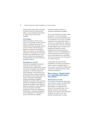 Manejo integrado de pragas do algodoeiro no cerrado brasileiro6
efetuado pelas gotas sobre os pulgões.
O período crítico de ocorrência dos
insetos vai da emergência das plantas
ao aparecimento dos primeiros
capulhos.
Amostragem
Folhas do ponteiro e brotos novos
devem ser vistoriados na fase inicial da
cultura. A presença de mais de 12
indivíduos por folha amostrada caracte-
riza uma colônia. Atenção deve ser
dada para a presença de indivíduos
alados, que indicam a proximidade da
migração e colonização de novas áreas.
Em fases mais adiantadas da cultura,
atentar também para a presença de
honeydew sobre as folhas situadas em
posições inferiores.
Estratégias de controle
Cultivares de algodoeiro resistentes à
virose da nervura (doença azul)
transmitida pelos pulgões podem tolerar
até 70% de infestação. Para cultivares
suscetíveis, o nível de controle não
deve ultrapassar 10% de plantas com
colônias de pulgão. Inúmeras espécies
de predadores e parasitóides atuam no
campo, reduzindo sua população.
Vespas parasitóides Lisyphlebus
testaceips comumente estão presentes
durante as infestações de pulgões. Ao
parasitarem os afídios, estes adquirem
aspecto mumificado. Formas adultas e
larvais de joaninhas Cycloneda
sanguinea e Scimnus sp. (Coleoptera:
Coccinelidae), crisopídeo Chrysoperla
externa (Neuroptera: Chrysopidae), e
mosca Toxomerus sp. (Díptera:
Sirphidae) também colonizam e
suprimem infestações de pulgões.
Em caso de ataques que causem danos
econômicos, o uso de inseticidas
sistêmicos, como neonicotinóides pode
ser necessário. Uma vez que os pulgões
colonizam a face adaxial das folhas, o
controle com inseticidas não sistêmicos
fica comprometido. O uso de inseticidas
de largo espectro para controlar outras
pragas pode debilitar e suprimir
populações de inimigos naturais de
pulgões e aumentar a probabilidade de
surtos populacionais. De forma geral, o
uso de inseticidas deve ser restringido
tanto quanto possível a fim de preservar
os inimigos naturais.
A eliminação de ervas daninhas
hospedeiras e de plantas voluntárias ou
restos culturais de algodão reduz os
focos iniciais, ao eliminar indivíduos que
completaria o desenvolvimento nestes
alimentos alternativos.
Mosca branca - Bemisia tabaci
e B. argentifolli (Heteroptera:
Aleyrodidae)
Identificação do inseto
As ninfas de mosca branca apresentam
quatro ínstares, sendo o primeiro móvel
(para procura do melhor local de
alimentação) e os seguintes fixos
(Figura 6). No segundo ínstar, ao se
fixarem inserem os dois pares de
estiletes e succionam a seiva elaborada
da planta; no quarto ínstar, fase
também chamada pupa, a mosca-
 