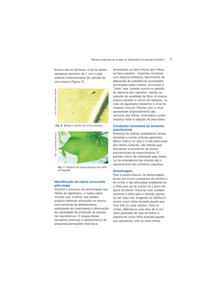 7Manejo integrado de pragas do algodoeiro no cerrado brasileiro
Fig. 6. Ninfas e adulto de mosca-branca
Foto:AcervoEmbrapaAlgodão
Fig. 7. Adultos de mosca-branca em folha
de algodão
Foto:JoséEdnilsonMiranda
branca não se alimenta; a forma adulta
apresenta tamanho de 1 mm e está
coberta uniformemente de camada de
cera branca (Figura 7).
Identificação da injúria provocada
pela praga
Durante o processo de alimentação nas
folhas do algodoeiro, o inseto injeta
toxinas com a saliva, que podem
produzir distintas alterações na planta,
com sintomas de debilitamento,
paralisação do crescimento e diminuição
da capacidade de produção de estrutu-
ras reprodutivas. O ataque desse
hemíptero promove o aparecimento de
pequenas pontuações brancas e
amareladas na face inferior das folhas;
na face superior, manchas cloróticas
com aspecto brilhante, decorrentes da
deposição de substâncias açucaradas
excretadas pelos insetos, provocam a
"mela" que, quando ocorre no período
de abertura dos capulhos, resulta na
redução da qualidade da fibra. A mosca-
branca também é vetora de doenças, no
caso do algodoeiro transmite o vírus do
mosaico comum. Plantas com o vírus
apresentam engrossamento das
nervuras das folhas, internódios curtos,
mosaico foliar e redução da área foliar.
Condições favoráveis ao aumento
populacional
Presença de plantas hospedeiras (ervas
daninhas e outras culturas agrícolas),
déficit hídrico no solo e a não destruição
dos restos culturais, são fatores que
favorecem a ocorrência de surtos
populacionais de mosca-branca. O
período crítico de infestação pelo inseto
vai da emergência das plantas até o
aparecimento dos primeiros capulhos.
Amostragem
Para a mosca branca, as amostragens
levam em conta a presença de adultos e
de ninfas e são efetuadas analisando-se
a folha que sai do quinto nó a partir do
ápice da planta. Deve-se virar cuidado-
samente a folha para a direção oposta
ao sol, para não afugentar os adultos e
anotar como folha atacada aquela que
tiver três ou mais adultos. Para as
ninfas, delimita-se uma área de 4 cm2
(área graduada de lupa de bolso) e
registra-se como folha atacada aquela
que apresentar uma ou mais ninfas.
 