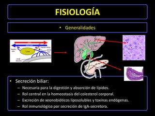 FISIOLOGÍA
                           • Generalidades




• Secreción biliar:
   –   Necesaria para la digestión y absorci...