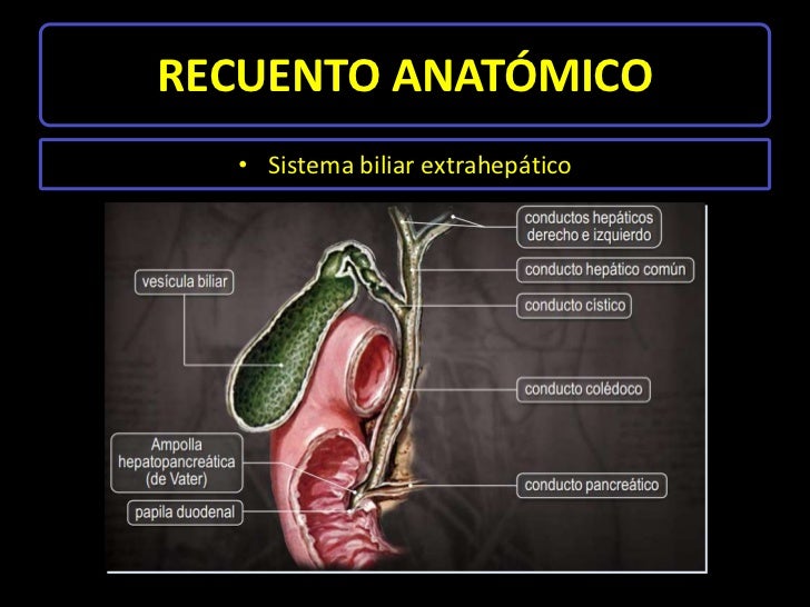 Cirugía coledocolitiasis y estenosis del esfinter de oddi. derivaci…