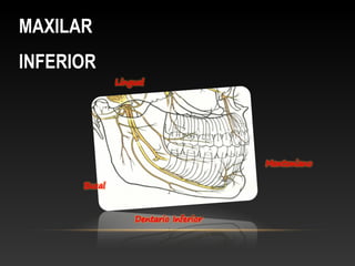 MAXILARMAXILAR
INFERIORINFERIOR
 
