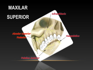 MAXILARMAXILAR
SUPERIORSUPERIOR
 