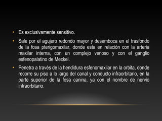 • Es exclusivamente sensitivo.
• Sale por el agujero redondo mayor y desemboca en el trasfondo
de la fosa pterigomaxilar, donde esta en relación con la arteria
maxilar interna, con un complejo venoso y con el ganglio
esfenopalatino de Meckel.
• Penetra a través de la hendidura esfenomaxilar en la orbita, donde
recorre su piso a lo largo del canal y conducto infraorbitario, en la
parte superior de la fosa canina, ya con el nombre de nervio
infraorbitario.
 