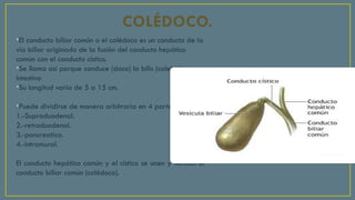 Cirugía de la vía biliar, el hígado pancreas y bazo completo.pptx