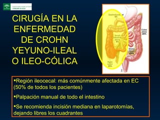 CIRUGÍA EN LA ENFERMEDAD DE CROHN YEYUNO-ILEAL O ILEO-CÓLICA Región ileocecal: más comúnmente afectada en EC (50% de todos los pacientes) Palpación manual de todo el intestino Se recomienda incisión mediana en laparotomías, dejando libres los cuadrantes 