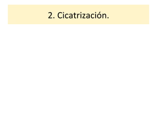 2. Cicatrización. 