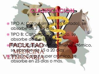 CLASIFICACION
TIPO A: Catgut simple (no tratado), se
absorbe de 3 a 5 días
 TIPO B: Catgut poco crómico, se
absorbe de 8 a 10 días
 TIPO C: Catgut medianamente crómico,
se absorbe de 15 a 20 días
 TIPO D: Catgut super crómico, se
absorbe en 25 días o más.


 