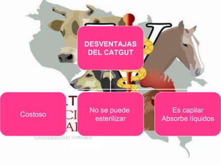 DESVENTAJAS
DEL CATGUT

Costoso

No se puede
esterilizar

Es capilar
Absorbe líquidos

 