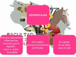 DESVENTAJAS

Provoca reacciones
inflamatorias
mayores que el
algodón,
nylon o acero
inoxidable

Aún estéril,
provoca la formación
de fístulas

Es capilar,
no se debe
usar en piel

 