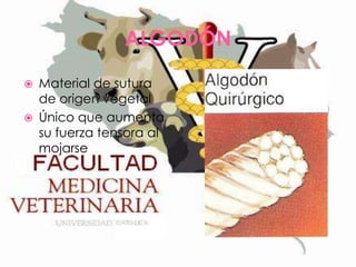 ALGODÓN



Material de sutura
de origen vegetal
Único que aumenta
su fuerza tensora al
mojarse

 