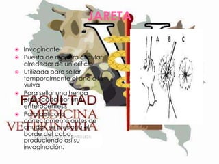 JARETA








Invaginante
Puesta de manera circular
alrededor de un orificio
Utilizada para sellar
temporalmente el ano o la
vulva
Para sellar una herida
provocada por una
enterocéntesis
Para aplicarlo
correctamente antes de
anudar, se presiona el
borde del cabo,
produciendo así su
invaginación.

 