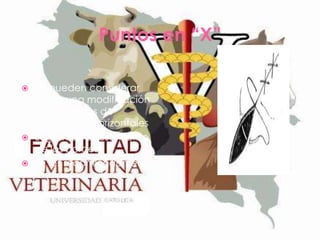 Puntos en “X”
Se pueden considerar
como una modificación
de los puntos de
colchonero horizontales
 Logran un adosamiento
de los bordes
 Se los recomiendan en
fascias musculares.


 