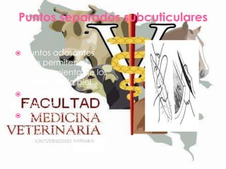 Puntos separados subcuticulares





Puntos adosantes
que permiten el
afrontamiento de los
bordes de la piel
Cicatrización
estética.
Notar la importancia
del hecho que los
nudos queden
hundidos.

 