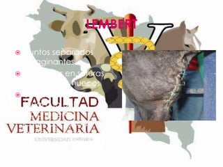 LEMBERT





Puntos separados
invaginantes
Indicados en suturas
de órganos huecos
Su aplicación es
igual a la del
colchonero
continuo, pero se
anuda en cada
punto.

 