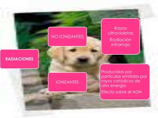 NO IONIZANTES

Rayos
ultravioletas
Radiación
infrarroja

RADIACIONES

IONIZANTES

Producidas por
partículas emitidas por
rayos catódicos de
alta energía
Efecto sobre el ADN

 