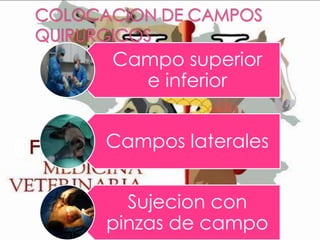 Campo superior
e inferior
Campos laterales
Sujecion con
pinzas de campo

 