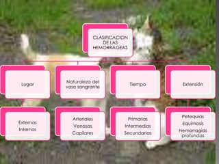 CLASIFICACION
DE LAS
HEMORRAGEAS

Lugar

Externas
Internas

Naturaleza del
vaso sangrante

Tiempo

Arteriales

Primarias

Venosas

Intermedias

Capilares

Secundarias

Extensión

Petequias
Equimosis
Hemorragias
profundas

 