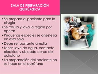 SALA DE PREPARACIÓN
QUIRÚRGICA
• Se prepara al paciente para la
cirugía
• Se rasura y lava la región por
operar
• Pequeñas especies se anestesia
en esta sala
• Debe ser bastante amplia
• Tener llave de agua, contacto
eléctrico y ubicada cerca del
quirófano
• La preparación del paciente no
se hace en el quirófano

 