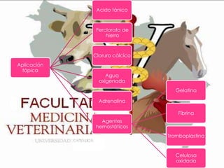 Acido tánico

Ferclorato de
hierro

Cloruro cálcico
Aplicación
tópica

Agua
oxigenada
Gelatina
Adrenalina
Fibrina
Agentes
hemostáticos
Tromboplastina

Celulosa
oxidada

 