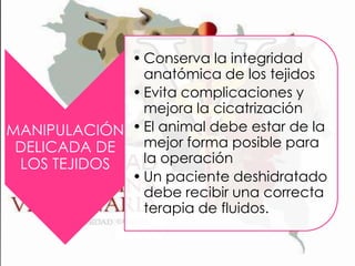 • Conserva la integridad
anatómica de los tejidos
• Evita complicaciones y
mejora la cicatrización
MANIPULACIÓN • El animal debe estar de la
mejor forma posible para
DELICADA DE
la operación
LOS TEJIDOS
• Un paciente deshidratado
debe recibir una correcta
terapia de fluidos.

 