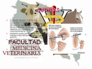 SUTURAS








Conjunto de procedimientos
manuales e instrumentales
destinados a establecer por medio
de hilos de diferentes materiales, la
forma y función de los tejidos
abiertos accidental o
voluntariamente
Material usado para cerrar una
herida o tipo de puntos usados para
este fin
Los calibres varían desde el más
delgado que es el 10-0 (diez ceros)
al 0 (cero) y del número 1 (uno) al
número 8 (ocho) que es el más
grueso o del de mayor calibre
El calibre de material de sutura se
selecciona según el tipo de tejido a
suturar, el material de sutura
utilizado y la especie de animal

 