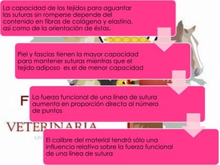 La capacidad de los tejidos para aguantar
las suturas sin romperse depende del
contenido en fibras de colágena y elastina,
así como de la orientación de éstas.

Piel y fascias tienen la mayor capacidad
para mantener suturas mientras que el
tejido adiposo es el de menor capacidad

La fuerza funcional de una línea de sutura
aumenta en proporción directa al número
de puntos

El calibre del material tendrá sólo una
influencia relativa sobre la fuerza funcional
de una línea de sutura

 