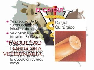 EL CATGUT





Se prepara de la
submucosa del
intestino de ovejas
Se absorbe en un
lapso de 3 a 25 días
El tratamiento con
óxido de cromo
hace al catgut
menos irritante para
los tejidos por lo que
la absorción es más
lenta

 