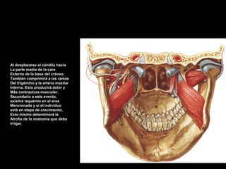 Al desplazarse el cóndilo hacia
La parte madia de la cara
Externa de la base del cráneo,
También comprimirá a las ramas
Del trigémino y la arteria maxilar
Interna. Esto producirá dolor y
Más contractura muscular.
Secundario a este evento,
existirá isquémia en el area
Mencionada y si el individuo
está en etapa de crecimiento,
Esto mismo determinará la
Atrofia de la anatomía que deba
Irrigar.
 