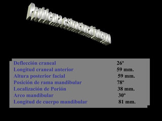 Deflección craneal 26º
Longitud craneal anterior 59 mm.
Altura posterior facial 59 mm.
Posición de rama mandibular 78º
Localización de Porión 38 mm.
Arco mandibular 30º
Longitud de cuerpo mandibular 81 mm.
Deflección craneal 26º
Longitud craneal anterior 59 mm.
Altura posterior facial 59 mm.
Posición de rama mandibular 78º
Localización de Porión 38 mm.
Arco mandibular 30º
Longitud de cuerpo mandibular 81 mm.
 