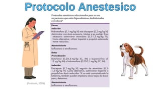 Protocolo Anestesico
Protocolo Anestesico
(Fossum, 2009)
 