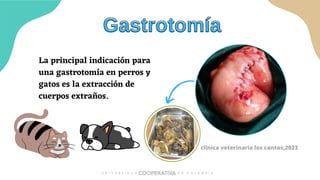 La principal indicación para
una gastrotomía en perros y
gatos es la extracción de
cuerpos extraños.
Gastrotomía
Gastrotomía
clinica veterinaria los cantos,2023
 